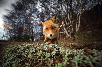 نگاه کنجکاو روباه به دوربین در عکس روز نشنال‌ جئوگرافیک  +عکس