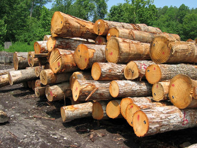 وابستگی بازار چوب به واردات