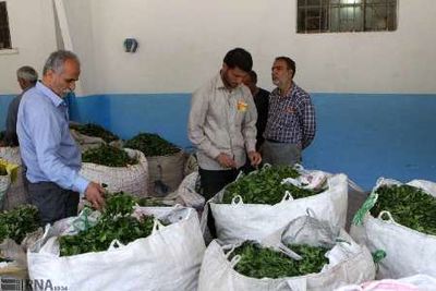پرداخت مطالبات چایکاران در هفته آینده