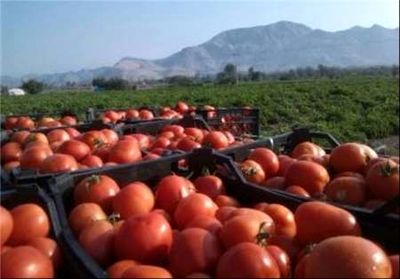 منتظر ارزان شدن گوجه فرنگی باشید