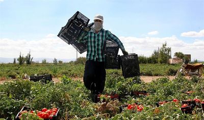 بیمه ۳۴هزار هکتار از مزارع قزوین در بانک کشاورزی