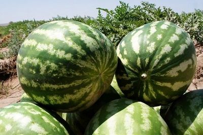 بهترین زمان خوردن هنداونه را بدانیم