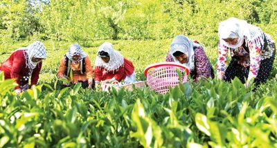 مردم پای چای وطنی ماندند