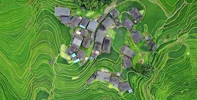 مزارعی شبیه اثر انگشت هستند! +عکس