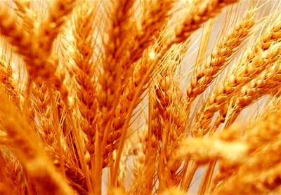 کاهش ۱۰هزار میلیارد‌تومانی هزینه‌های دولت در خرید گندم با قیمت تضمینی