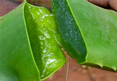 درمان میگرن با یک گیاه خوشمزه