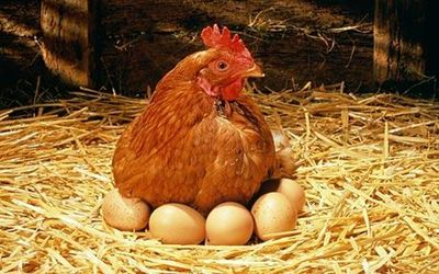 کاهش قیمت تخم‌مرغ
