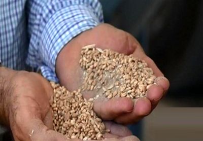 ماجرای اختلاط ماسه بادی با گندم! +عکس