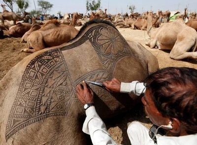 اثر هنری بر تن حیواناتی که قرار است قربانی شوند! +عکس