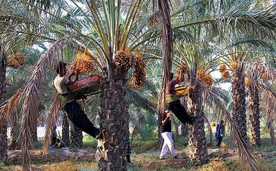 خرمای ایران در بازار جهانی چند؟/ خرید مشروط مُسکن موقت بازار بیمار