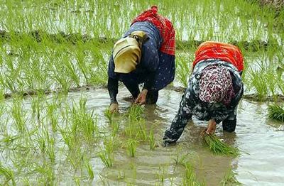 کشت برنج تراریخته با هدف کاهش مصرف سم / جلوگیری از میلیون‌ها دلار واردات با بکارگیری فناوری‌های زیستی کشاورزی