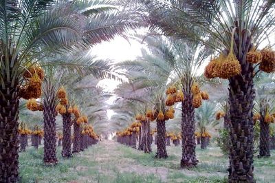 خرید تضمینی به شرط معامله به سود کشاورز است