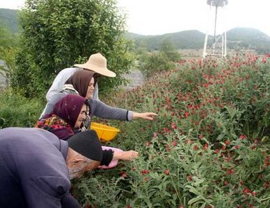 اقدامات کشاورزان برای روزهای پایانی تابستان