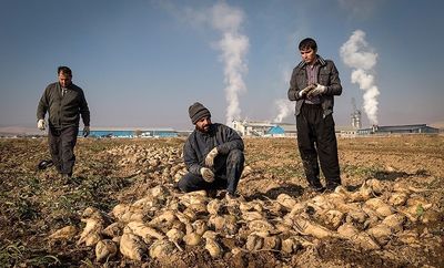 بیش از ۷میلیون تن چغندر قند در کشور تولید می‌شود