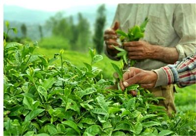 واردات چای ایران از هند افزایش یافت