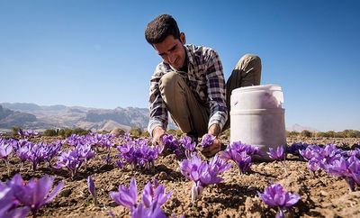 شلیک طرح خرید توافقی به قلب اردوگاه دلالان زعفران