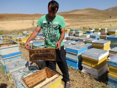 ارائه ۹۰میلیارد تومان تسهیلات ارزان‌ قیمت به زنبورداران