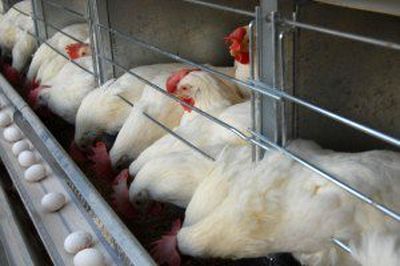 خسارت ۲۵۰۰میلیارد تومانی آنفلوانزا به صنعت مرغداری