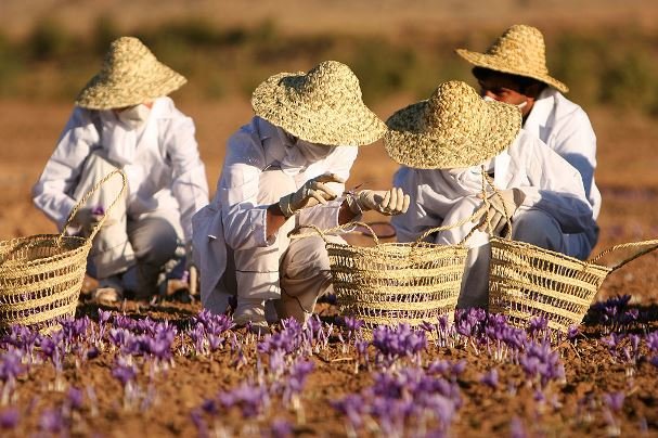 سایه درخت فناوری بر گل های زعفران/ طلای سرخ سرخ تر می شود