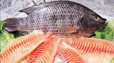 با ایجاد ۱۰مرکز پرورش ماهی تیلاپیا در بافق یزد موافقت شد/ واردات سالانه ۲۰میلیون دلار ماهی تیلاپیا/ توسعه پرورش تیلاپیا مانعی برای ماهی قزل‌آلا نیست