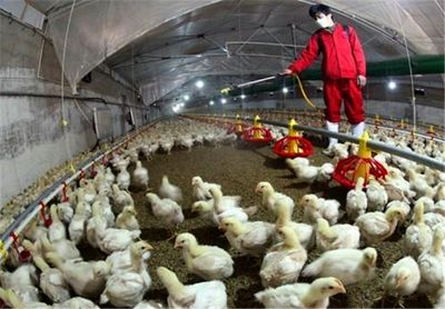 ۴۰درصد مرغ‌ها به دلیل آنفولانزا از بین رفته‌اند