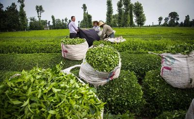 صادرات ۳۰۰۰ تن چای سنواتی
