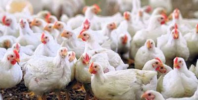 یک میلیون قطعه مرغ آلوده به آنفلوآنزا معدوم شد