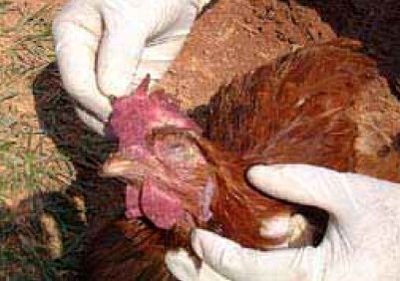 مشاهده مورد انسانی آنفولانزای مرغی در گیلان