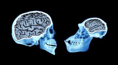 مغز انسان طی ۳میلیون سال گذشته بزرگ‌تر شده است