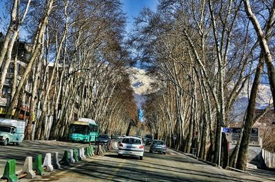 ابتلای درختان خیابان ولیعصر به قارچ سرطان رنگی/ آغاز فاز اول پروژه احیای درختان چنار ولیعصر