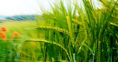 توصیه‌های هواشناسی کشاورزی برای هفته دوم اسفند