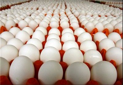 شائبه &quot;مافیای تخم‌مرغ&quot; و سکوت مسئولان!