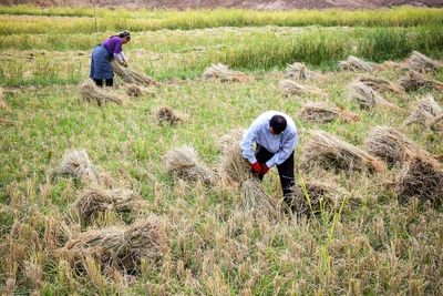ممنوعیت کشت برنج در استان خوزستان از سال زراعی آینده