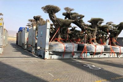 «درخت دزدی» اماراتی‌ها از یمن! +عکس