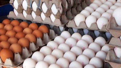دلایل عدم استقبال مردم از تخم‌مرغ‌های وارداتی/ تخم‌مرغ‌های وارداتی ۲هفته در راه بازار ایران هستند