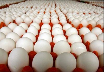 بیشترین افزایش قیمت سالیانه تخم مرغ در سال۹۶