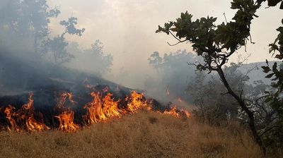 جنگل کوهستانی مرزن آباد چالوس دچار آتش سوزی شد