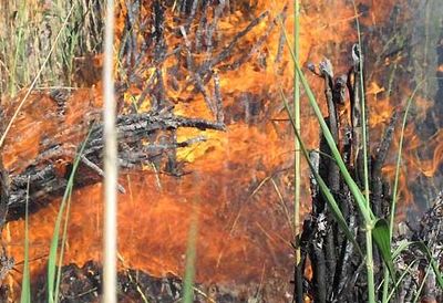 آتش در بیشتر جنگل های گیلان مهار شد