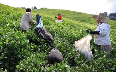 باغ‌های چای برای برداشت چین بهاره آراسته شدند