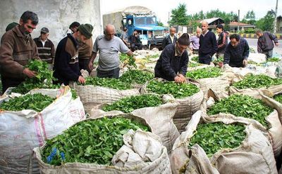 پرداخت تمام مطالبات چایکاران تا هفته آینده