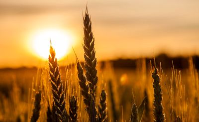 گندم با حجم بالا امسال در بورس کالا عرضه می‌شود
