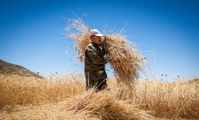 نرخ خرید تضمینی گندم بدون تغییر می‌ماند/ هر کیلو گرم گندم به همان قیمت سال گذشته، ۱۳۰۰تومان خریداری می‌شود