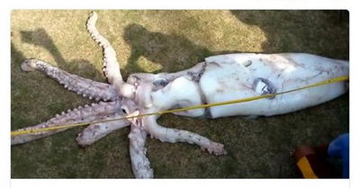 صید ماهی مرکب غول‌پیکر در آب‌های فیلیپین