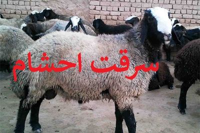 قتل چوپان به خاطر سرقت گوسفندان