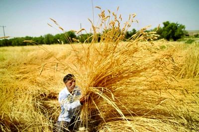 پول گندمکاران از دو روز آینده پرداخت می‌شود