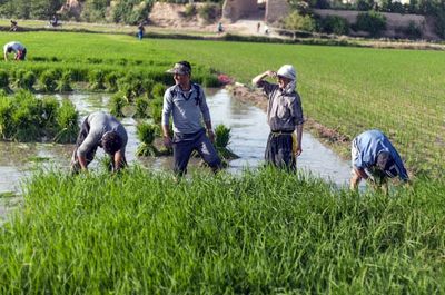 برنج‌کاران گیلانی منتظر رهاسازی آب سد منجیل / ۱۰اردیبهشت وعده مسئولان