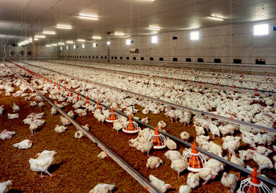 قیمت واقعی هر کیلوگرم مرغ چقدر است؟/ محاسبه قیمت واقعی هر کیلوگرم مرغ با احتساب تمام فاکتورهای دخیل در تولید