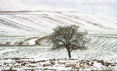 استان تهران در انتظار بارش برف