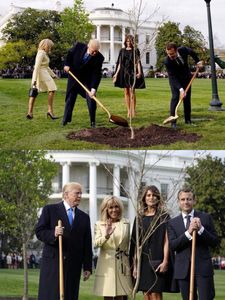 کاشت درخت توسط ماکرون در محوطه کاخ سفید +عکس