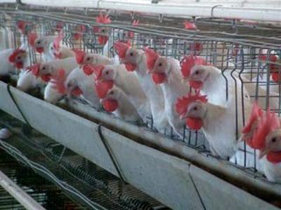 مرغ‌های واحدهای مرغداری گرسنه مانده‌اند/ به جای پرداخت مابه التفاوت نرخ ارز از جیب مردم دست رانت‌دارن کوتاه شود
